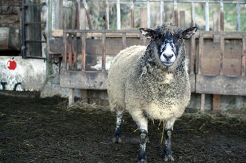 Naturally Raised Lamb - Snohomish, WA - Hagen Family Farm