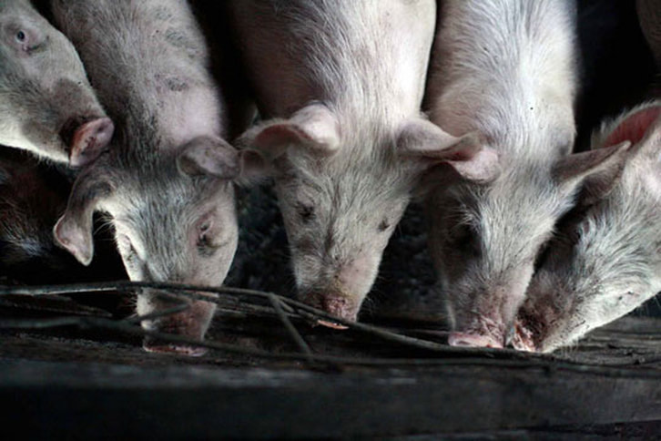 Pigs Feeding at Snohomish Farm - Natural Pork - Snohomish, WA - Hagen Family Farm